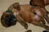 Glitter-Desi Puppies: 2-weeks old