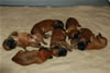 Glitter-Desi Puppies: 2-weeks old
