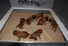 Glitter-Desi Puppies: 3-weeks old