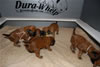Glitter-Desi Puppies: 3-weeks old