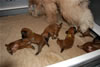 Glitter-Desi Puppies: 3-weeks old