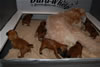 Glitter-Desi Puppies: 3-weeks old