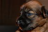 Glitter-Desi Puppies: 3-weeks old