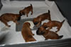 Glitter-Desi Puppies: 4-weeks old