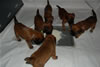 Glitter-Desi Puppies: 4-weeks old