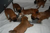 Glitter-Desi Puppies: 4-weeks old