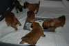 Glitter-Desi Puppies: 4-weeks old