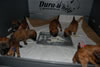 Glitter-Desi Puppies: 4-weeks old