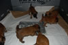 Glitter-Desi Puppies: 4-weeks old