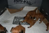 Glitter-Desi Puppies: 4-weeks old