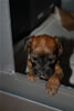Glitter-Desi Puppies: 4-weeks old