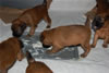 Glitter-Desi Puppies: 4-weeks old