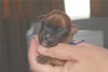 Laney-Art Puppies: 2 days old