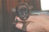 Laney-Art Puppies: 2 days old