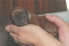 Laney-Art Puppies: 2 days old