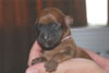 Laney-Art Puppies: 2 days old