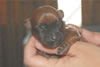 Laney-Art Puppies: 2 days old