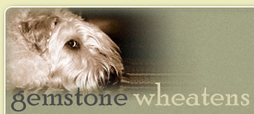 gemstone wheatens